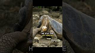 Lonesome George: The Last of His Kind - A Heartfelt Tribute #animalfacts