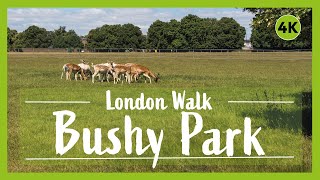 Hampton Court and Bushy Park walk | The Best Walk Near London | 🇬🇧 Hiking UK | England