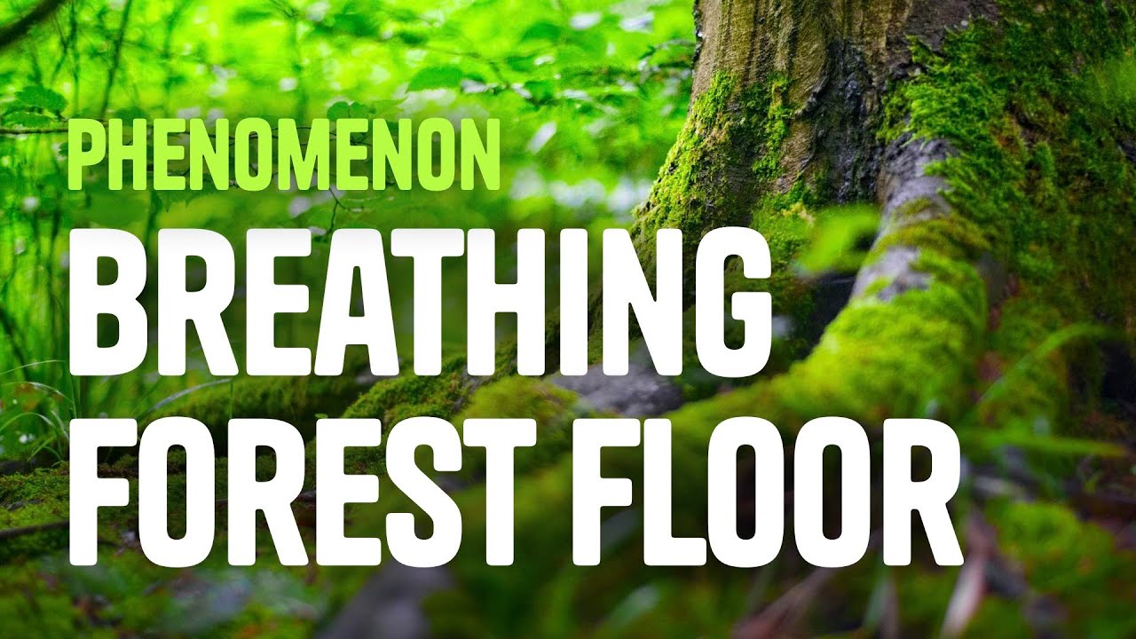 Science Phenomenon The Breathing Forest Floor Youtube