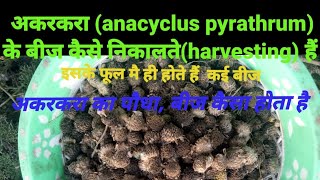 अकरकरा(anacyclus pyrathrum) के बीज कैसे निकालते है