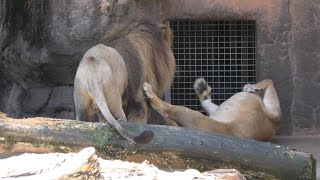 ライオン💗カップルの咆哮【天王寺動物園】