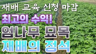 재배 교육 신청이 마감되었습니다. 엄나무 묘목 최대 수익 영상입니다 ! ( 꼭 필수 시청하셔서 재배 팁 얻어가세요!)