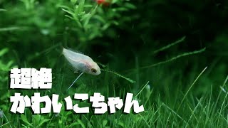 超絶可愛い ゴールデンハニードワーフグラミーの稚魚たち【アクアリウム】