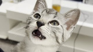 飼い主が臭すぎてびっくりしてしまう子猫【フレーメン反応】