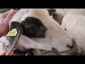 人懐っこい羊さん　friendly mirror sheep 2016 1001