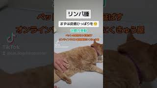 #動物整体 #リンパ腫 #オンラインサロン動物整体　重症な症状でお悩みの飼い主様へ📮動物整体ご存知ですか⁉詳しくはHP「オンラインサロン動物整体にくきゅう屋」で🔍🖥📱