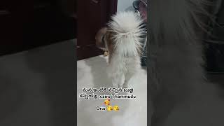 కొత్తగా మన ఇంటికి వచ్చిన Orio 🥰😘 #love #chicken #doglover #pets #dog #vijayaAndCairoworld