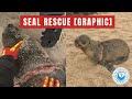 [GRAPHIC] Small Seal with DEEP CUT rescued