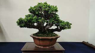 培樹会_第44回(2023)小品盆栽銘品展 in 三浦培樹園_Baijukai_The 44rd Shohin Bonsai Goods Exhibition_Sep2023_BONSAI盆栽