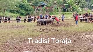 Tradisi Toraja