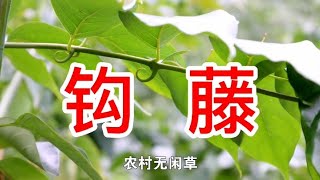 农村山里的野生植物，钩藤，又称鹰爪风，竟有这么多价值，请珍惜