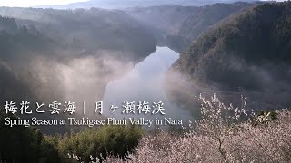 Spring Season at Tsukigase Plum Valley in Nara, Japan｜Nara City