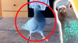 Proof That Pigeons Love Their Owners