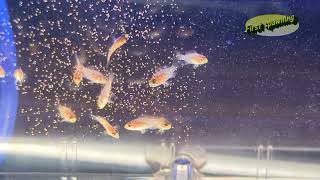 2024.7.14【First spawning】After hatching／47～52 days ＃Hongsloi #Spawning #tropical_fish  #Apistogramma