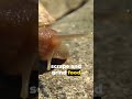 Do Snails Really Have Teeth?