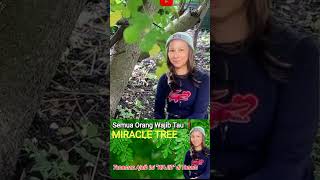 🛑VIRAL❗MIRACLE TREE#shortsviral #farming