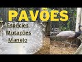 Pavões, conheça as espécies, mutações os tipos de recintos e manejo nutricional.