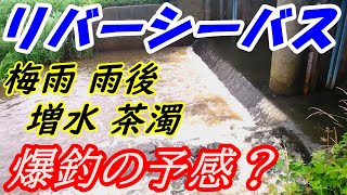 【佐渡の河川釣り】雨後の川はパラダイス！高活性シーバス数釣りチャレンジの結果は？〈2022年6月下旬〉