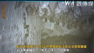 彰化市石牌坑一條2公尺黑眉錦蛇活吞台灣葉鼻蝙蝠