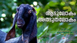 The Astonishing World of Goats | Haritham Sundharam EP 244 | Kaumudy