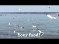 wow these seagulls are evil