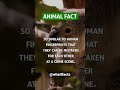 The fingerprints of koalas 🐨 are... | Animal Fact #facts #fact #shortvideo #shorts #animals #nature