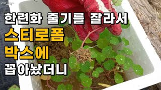 한련화 간편한 삽목 / 시들은 한련화 줄기를 잘라서 스티로폼 박스에 꼽아놨더니 팔팔한 한련화 모종이 많이 생겼다