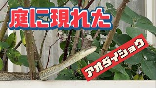 2022/5/19✴︎ヘビ✴︎庭に現れたアオダイショウ