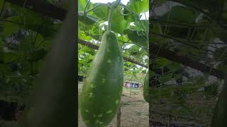 নতুন গাছের লাউ আহা কি সুন্দর দেখতে || The gourds on the new tree look so beautiful