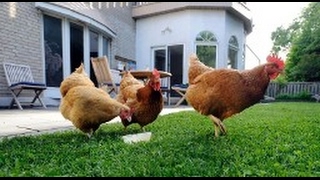 Video: Stuart residents might be allowed to have backyard chickens