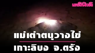 แม่เต่าตนุวางไข่ เกาะลิบง จ.ตรัง | Dailynews |200164