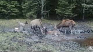 Deer Take a Dip: The Bathing Season Begins