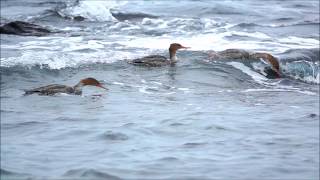 紅胸秋沙(Red Breasted Merganser)    (澳底觀音廟附近海濱, 2019年1月23日)