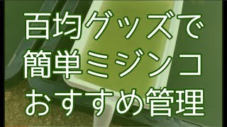 ミジンコ給餌が簡単になる。　百均グッズを活用　スタッキングボックスに飼育水を足すだけの簡単管理　針子、稚魚育成に最適　めだか飼育が楽になる