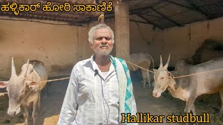 ಮೂರು ತಲೆಮಾರುಗಳಿಂದ ಹಳ್ಳಿಕಾರ್ ಹೋರಿ ಸಾಕಾಣಿಕೆ. hallikar studbull