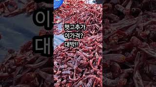 최상품 영양고추가 이가격이라고~정말!! 농가직거래 010-6288-3430 고추가격/고추시세/고추가루가격/경북영양고추