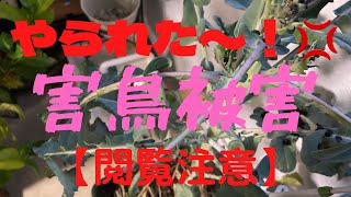 【閲覧注意】新年早々💢やられたぁ〜😭😭😭【多分、カラス😖】【2022/1/9】