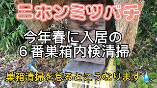 ニホンミツバチ　掃除をしないとこうなります　春に入居の6番巣箱を内検清掃