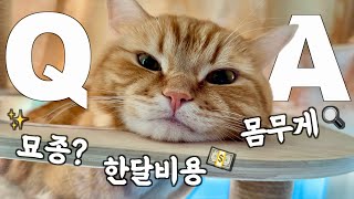 Q&A) 이름 왜 덕배?!🐈ㅣ몸무게+치수ㅣ귀여운 이유❤️ㅣ케어비용💸ㅣ묘종?ㅣ이웃집고양이 덕배의 모든것!✨