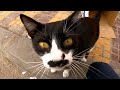 Adolphina cute cat abandoned by its owner on the street.