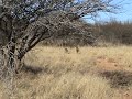 rare bat eared foxes in namibia