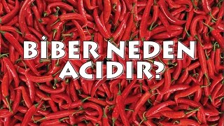 Biber Neden Acıdır? - Acısı Nasıl Geçer?