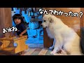 【以心伝心】超大型犬と完全に会話ができてる２歳児が凄すぎました…！｜グレートピレニーズ&オールドイングリッシュシープドッグ&トイプードル