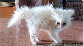 Funny animals - Funny cats / dogs - Funny animal videos 280