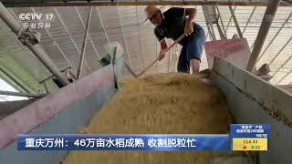 [中国三农报道]四川古蔺：高山梯田 水稻丰收|农业致富经 Agriculture And Farming