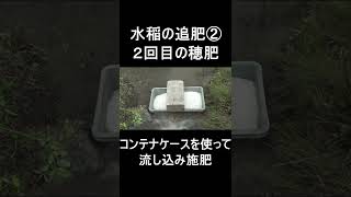 水稲の追肥　２回目の流し込み穂肥・・水に溶けにくい肥料対策！