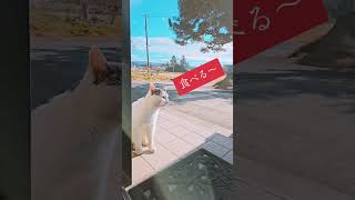 日本一いや世界一かも😺　#キュンです #喋る猫 #しゃべる猫 #喋るねこ #野良猫 #catsoftiktok #cats #ねこ #ネコ #猫可愛い #猫好き #猫 #猫動画 #人間の言葉わかるのか