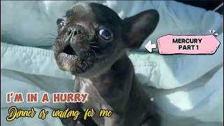 Tiny Frenchie complains about mom's slow car. He needs to get home quickly. Mercury ep1