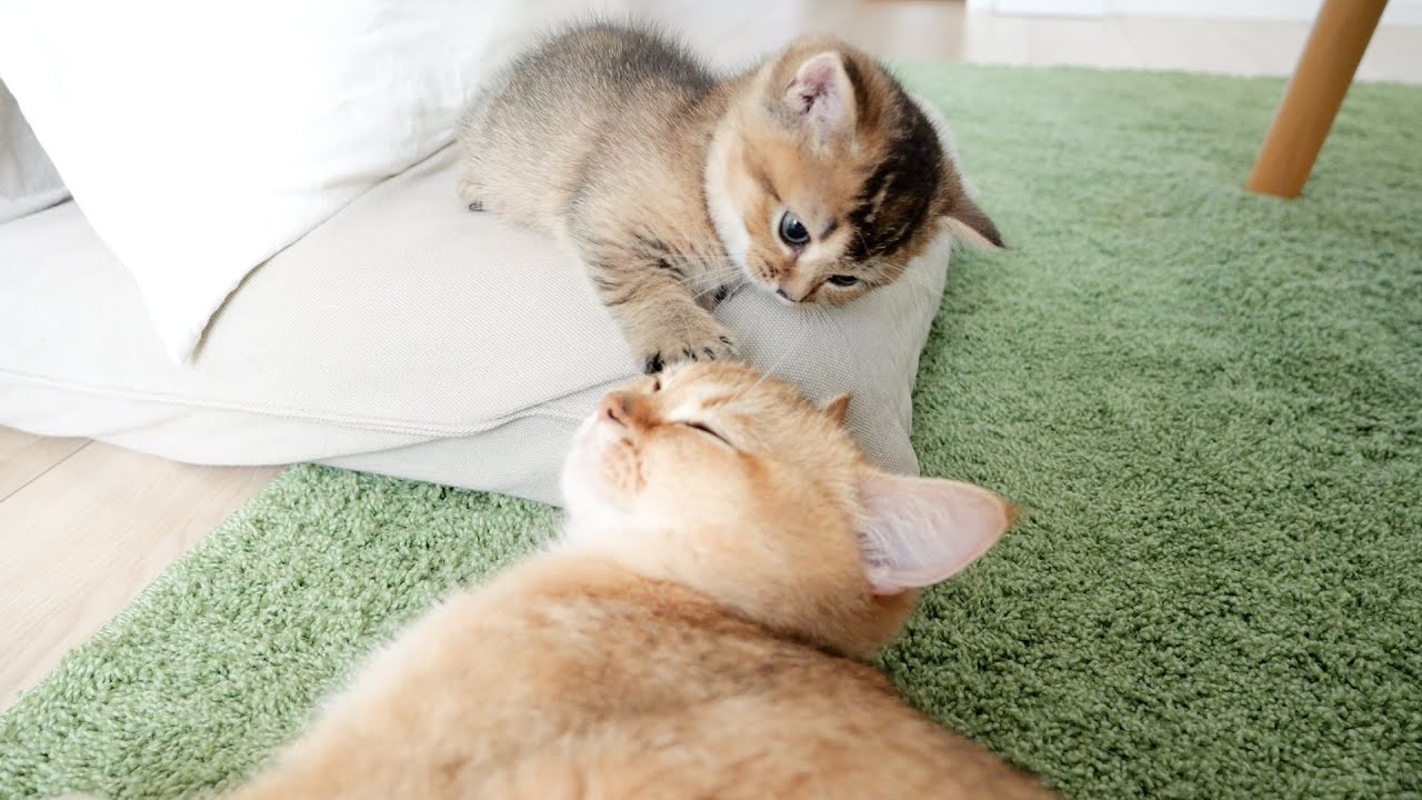 As a result of the kitten stroking the mother cat...