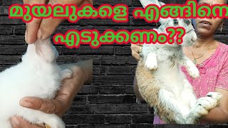 #മുയലുകളെ എങ്ങിനെ എടുക്കണം?? How to take a #rabbit?